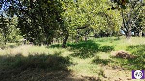 photo_11