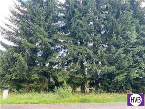 photo_4