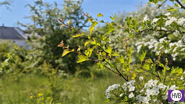 photo_11